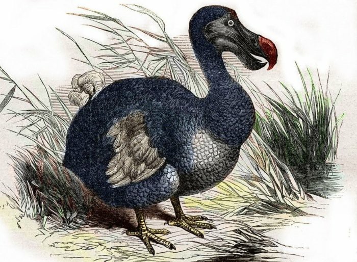 Sm5mixghAZnsy0Cu dodo
